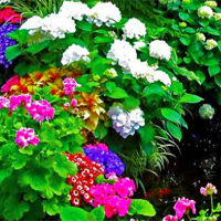 Free online flash games - Flowers Garden Escape AvmGames game - WowEscape 