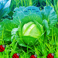 Games2rule Vegetable Forest Garden Escape