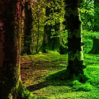 Free online flash games - Light Beam Forest Escape game - WowEscape 