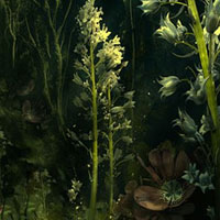 Flowers Light Forest Escape HTML5