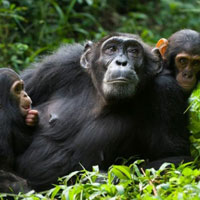 Funny Chimpanzee Jungle Escape HTML5