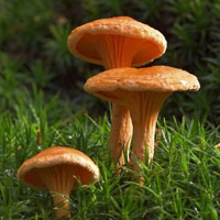 Mushroom Plant Land Escape HTML5
