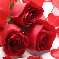 Valentines Rose Bouquet Day HTML5