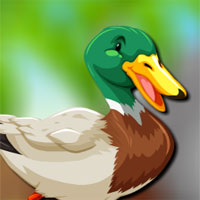 Free online html5 games - Avm Mallard Duck Escape game - WowEscape 