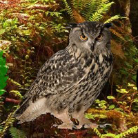 Free online html5 games - Clown Owl Forest Escape game - WowEscape 