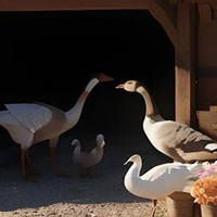 Free online html5 escape games - Small Farm