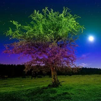 Free online html5 games -  Fireflies Night Valley Escape HTML5 game - WowEscape 