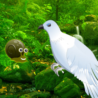 Free online html5 games - Green Forest Dove Escape game 