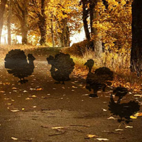 Free online html5 games - Hiddenogames Hidden Thanksgiving Turkey game 