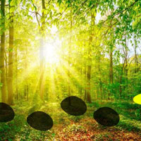 Free online html5 games - Sunshine Forest Escape game - WowEscape 