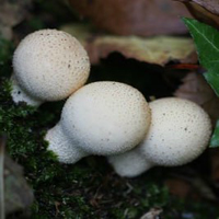 Free online html5 games - Lycoperdon Mushroom Land Escape HTML5 game - WowEscape 
