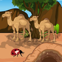 Free online html5 escape games - Save the Camel Calf
