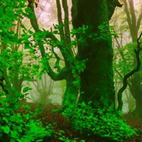 Free online html5 games - Plantation Leaf Forest Escape game - WowEscape 