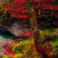 Free online html5 games - Pleasant Autumn Forest Escape HTML5  game - WowEscape 