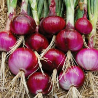 Free online html5 games - Onion Farm Land Escape HTML5 game - WowEscape 
