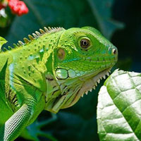 Free online html5 games - Creature Way Escape HTML5 game - WowEscape 