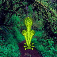 Free online html5 games - Cursed Lady Bug Escape HTML5 game - WowEscape 