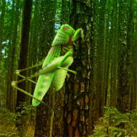 Free online html5 games - Wow Grasshopper Forest Escape game 