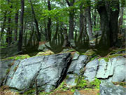 Free online html5 games - Escape Game Save the Giraffe game 