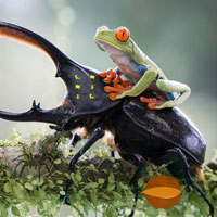 Free online html5 games - Insects Land Escape HTML5 game - WowEscape 