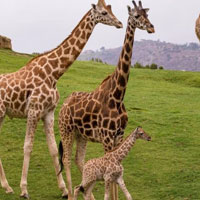 Free online html5 games - Giraffe Living Land Escape HTML5 game 
