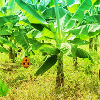 Free online html5 games - Games2rule Banana Fantasy Bird Escape game - WowEscape 